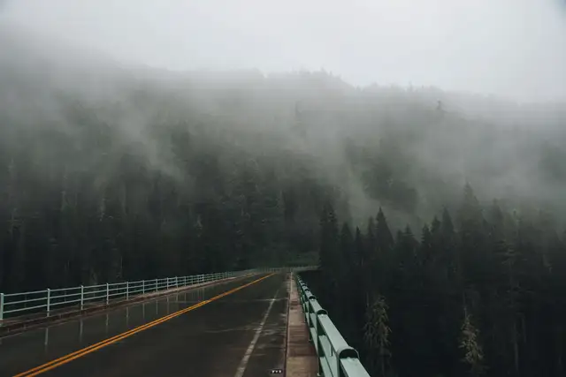 Road through a misty evergreen forest in western Washington